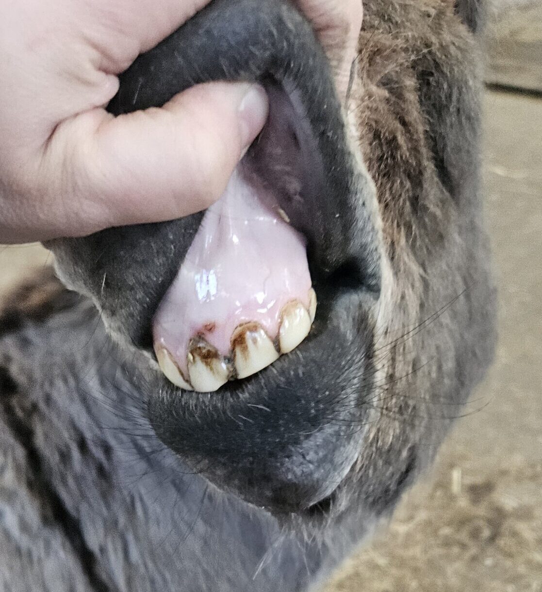 Tanden wisselen bij ezels
